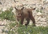 Hito para la recuperación del lince en la Región de Murcia: nacen los dos primeros cachorros en libertad