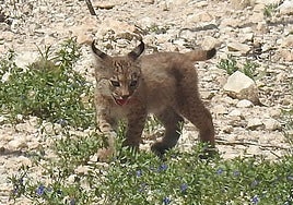 Uno de los cachorros nacidos en libertad.