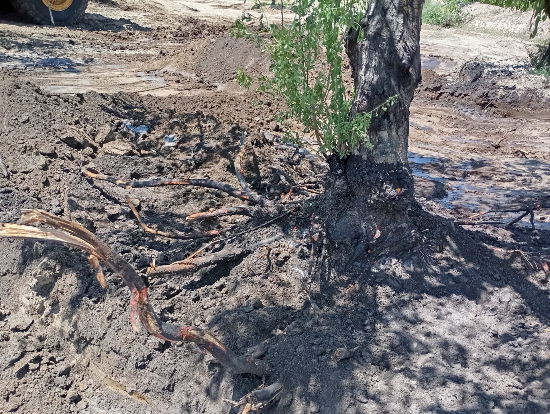 El petróleo vertido se infiltra dos metros en la finca de Calasparra