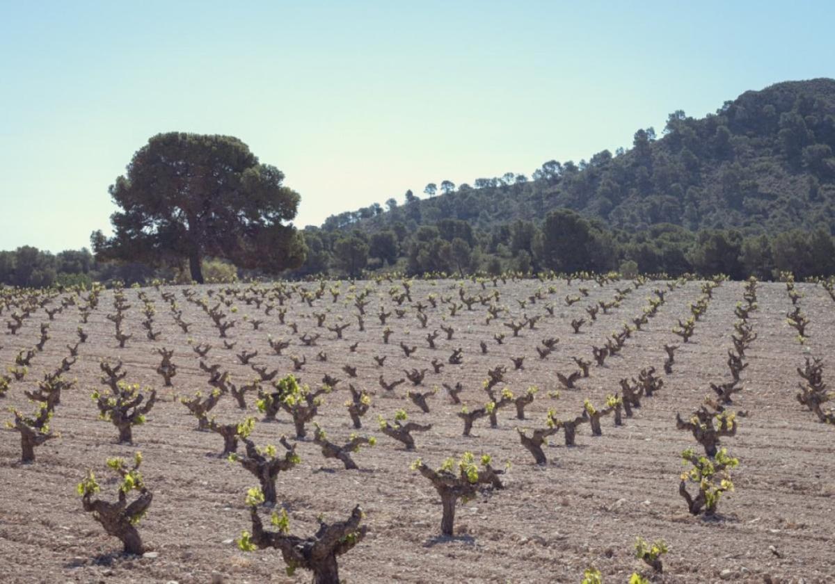 Fibras vegetales para afinar la calidad de los vinos | la verdad