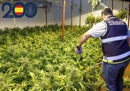 La plantación de marihuana incautada en Puente Tocinos.