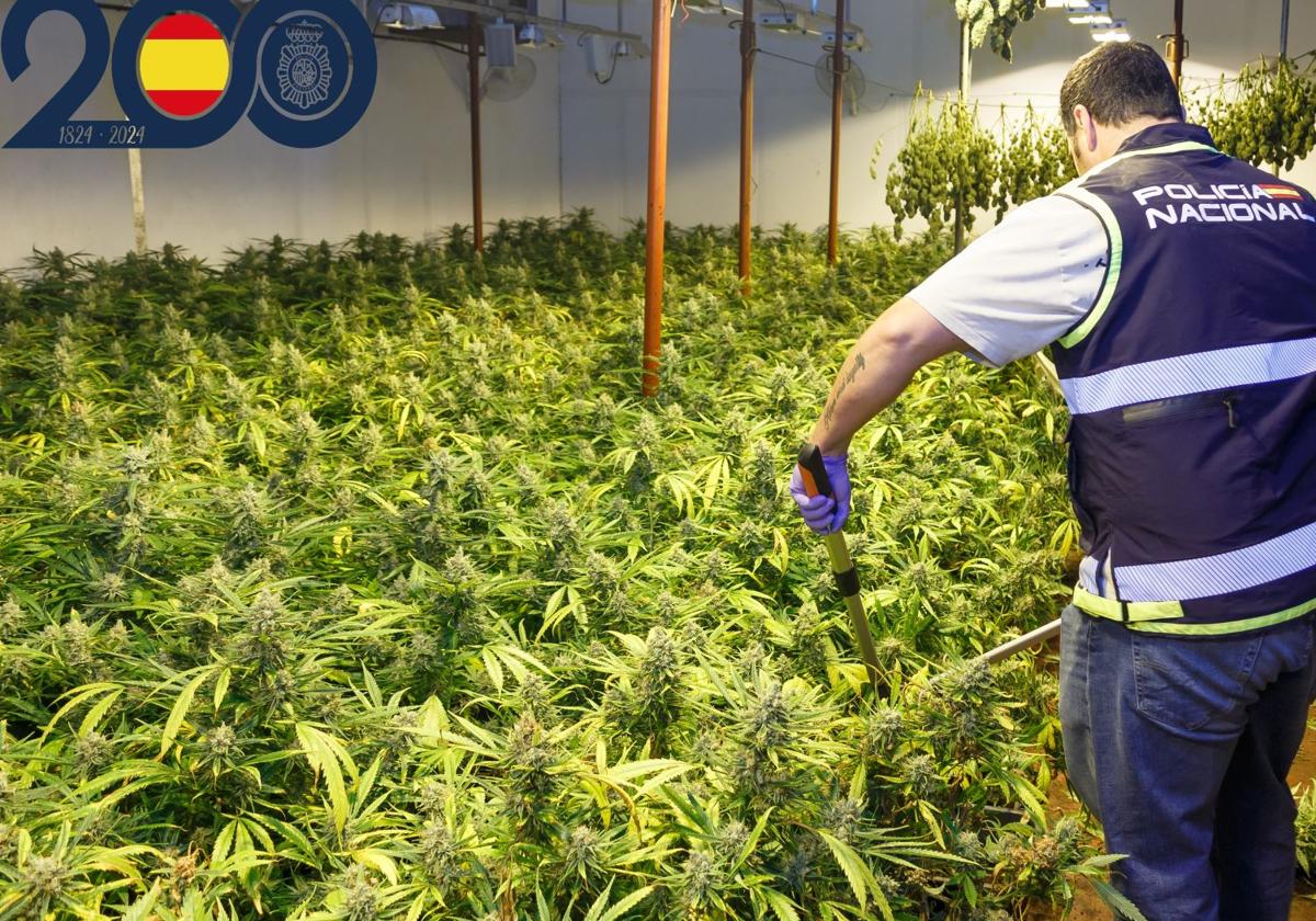 Detienen a diez personas por su presunta implicación en un cultivo de marihuana con casi 500 plantas en murcia | la verdad