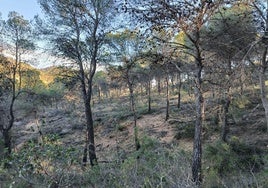La Comunidad desarrolla un proyecto para la mejora del hábitat en la ZEC y ZEPA de la Sierra de Ricote y La Navela