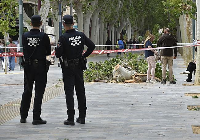 Rama desprendida hace un mes de un platanero de Alfonso X.