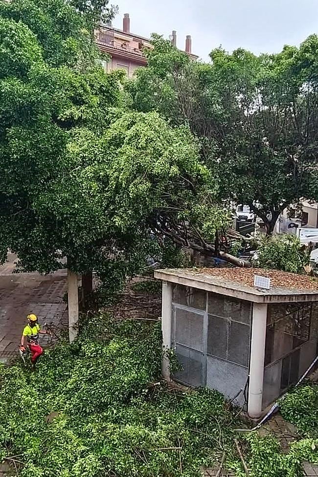 Árbol caído hace más de una semana en el paseo Fotógrafo Verdú del barrio del Carmen.
