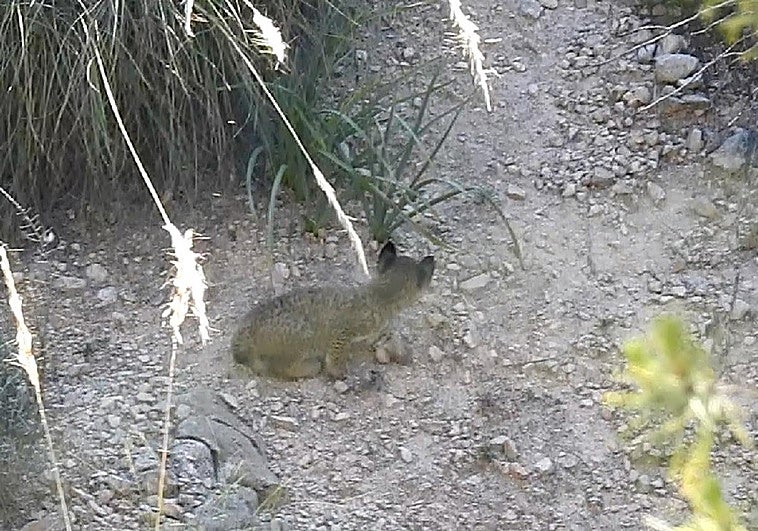 La tercera cría de lince ibérico presente en Lorca.