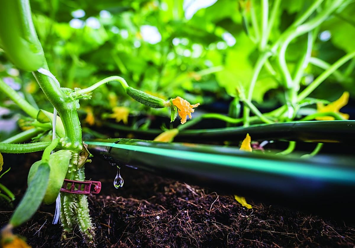 Caudal combate la escasez hídrica con el sistema de riego por goteo.