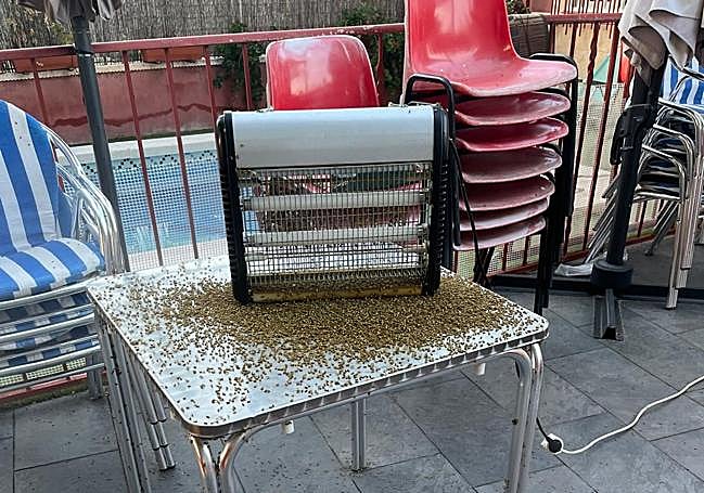 Restos de insectos del año pasado en el patio de una vivienda del carril.