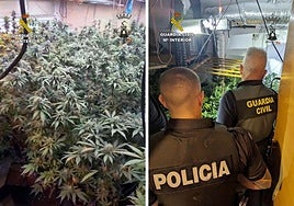 Las plantas incautadas por los agentes.
