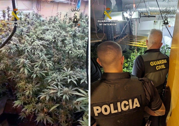 Las plantas incautadas por los agentes.