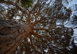 Pino doncel ('Pinus pinea') de unos 170 años en Pinoscalzo de Abajo.