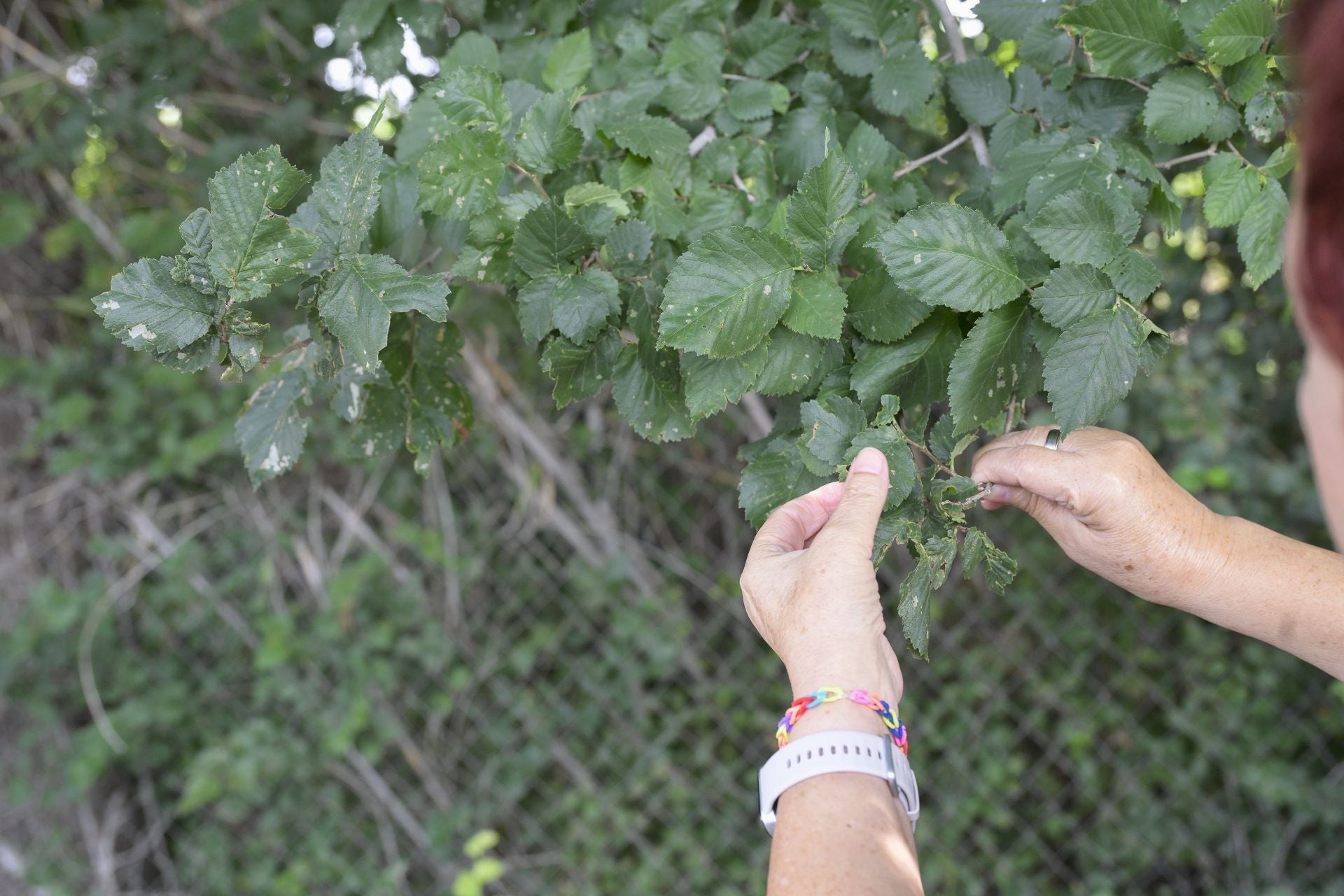 Desperfectos, falta de servicios y plagas en Aljucer, en imágenes
