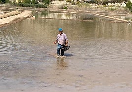 Un agricultor, esta semana, durante la siembra del arroz en los cultivos de Calasparra.