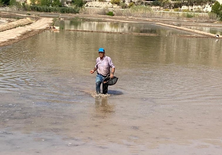 Un agricultor, esta semana, durante la siembra del arroz en los cultivos de Calasparra.
