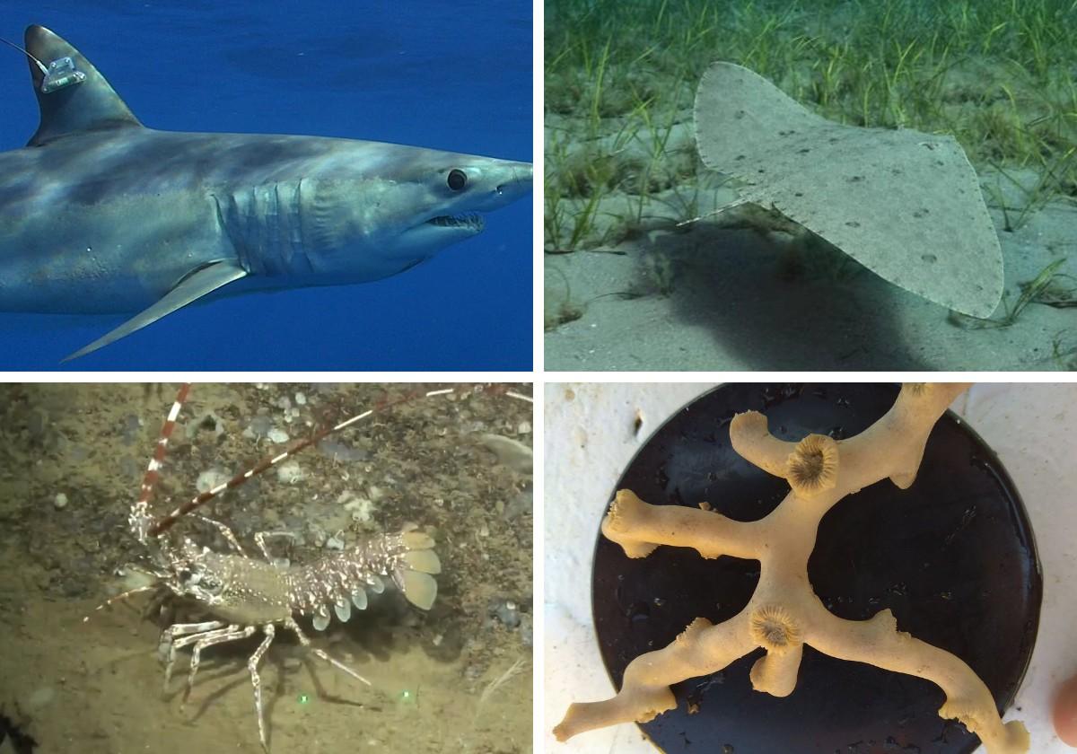 Ejemplar de tiburón mako o marrajo ('Isurus oxyrinchus'), una mantelina, una langosta y un coral de profundidad.