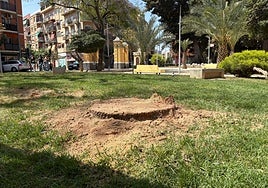 Uno de los tocones de las palmeras taladas.