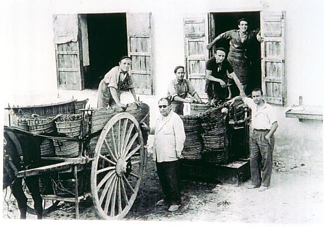 Recogida de uva en Bodegas Antonio Candela, a mediados del siglo pasado.