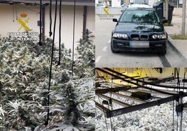 Las plantaciones de marihuana encontradas en la vivienda del detenido.