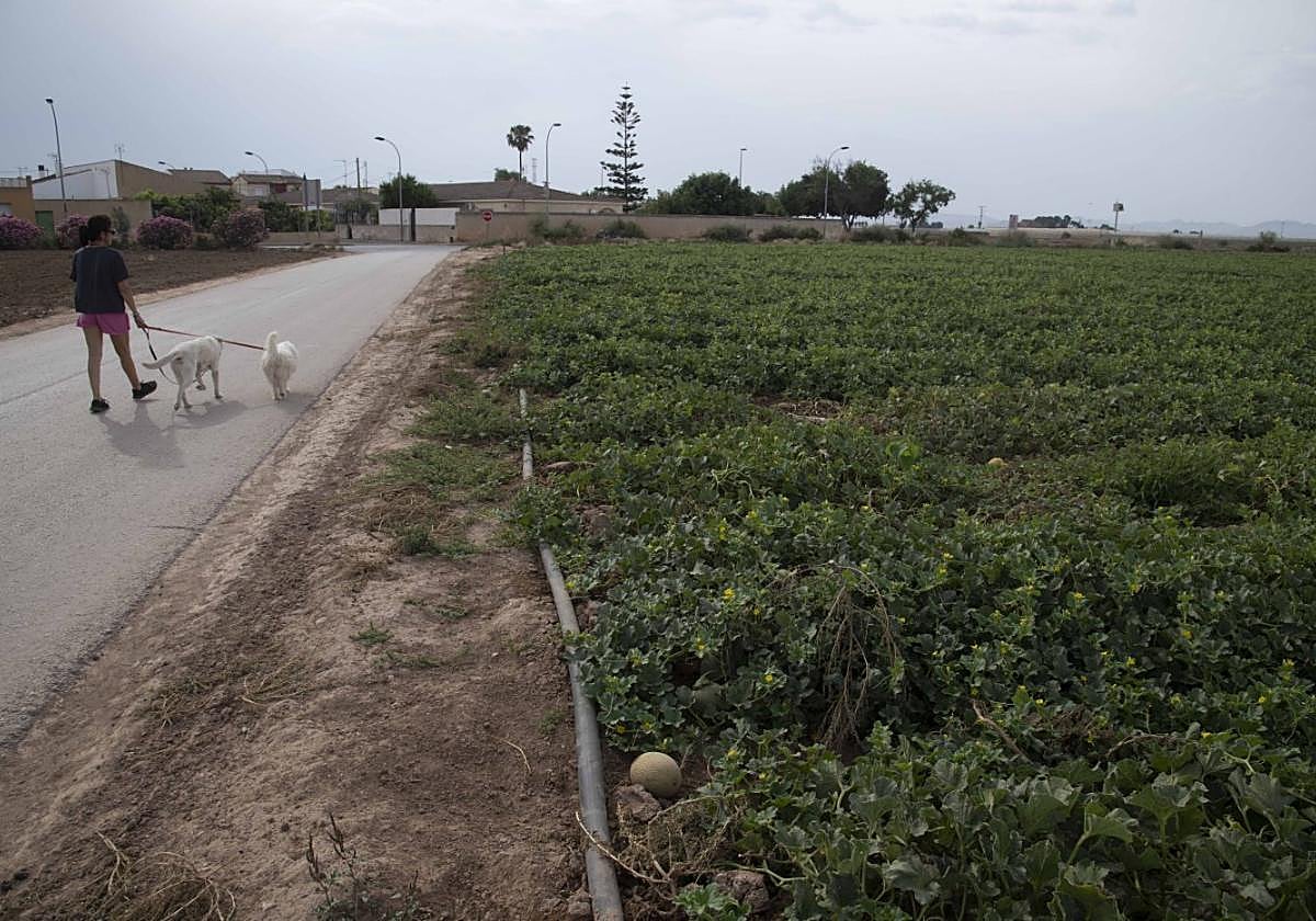 Una vecina de Pozo Estrecho paseaba este miércoles a sus perros junto a un bancal sembrado de melones.