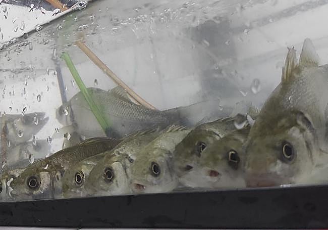 Peces utilizados en la investigación de la UMU y la Universidad de Gotemburgo (Suecia).