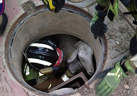 La oveja atrapada en el pozo.