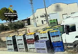 Algunos de los limones incautados por la Guardia Civil.