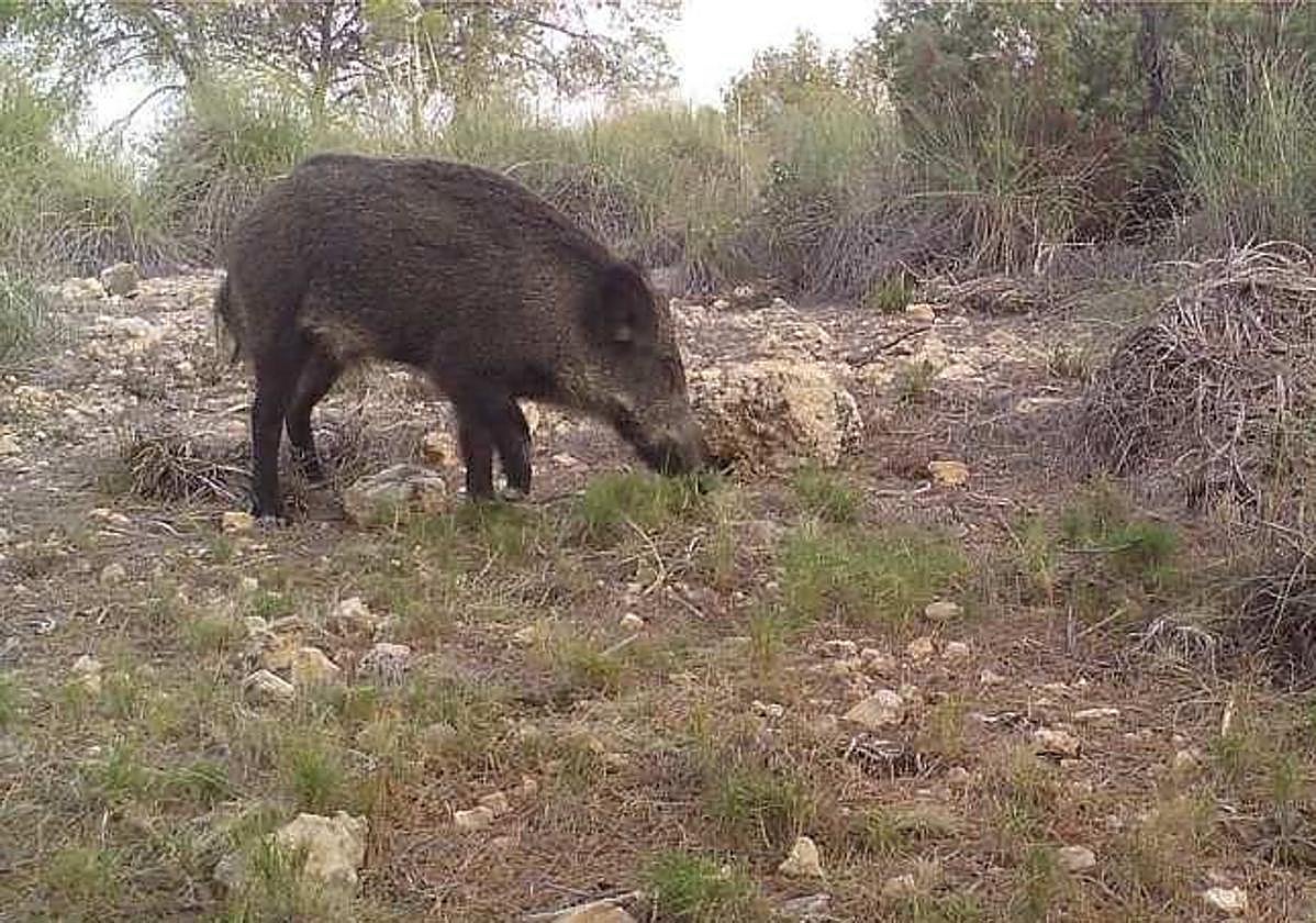 Un estudio pionero encargado por la Comunidad permitirá prevenir daños agrícolas y riesgos sanitarios debido a la presencia de jabalíes