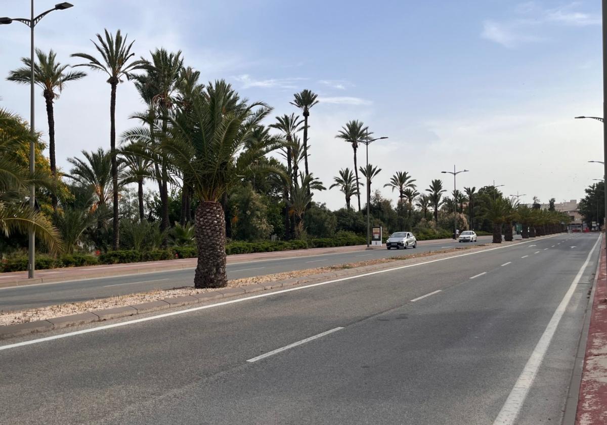 Avenida donde se plantarán las palmeras.