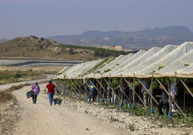 Dos trabajadores caminan junto a unos parrales cubiertos por plásticos, de la compañía Moyca, en Blanca.