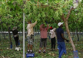Peones agrícolas, días atrás en una finca de uva de mesa de la empresa Moyca en Blanca.
