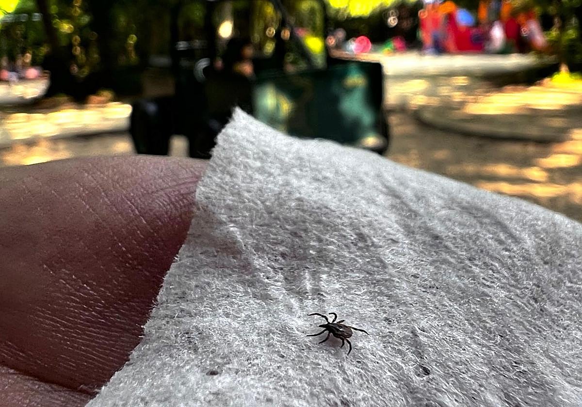 Ejemplar de garrapata.