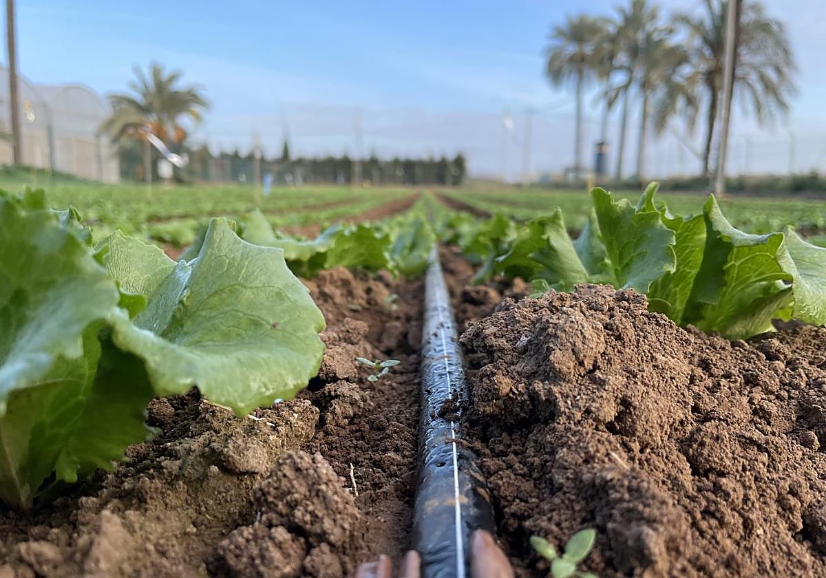 Instalación de riego en una parcela utilizada para el ensayo del proyecto.
