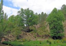 Abedular de Pontones (Jaén)