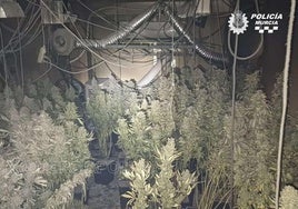 Las plantas halladas en una vivienda de Murcia.