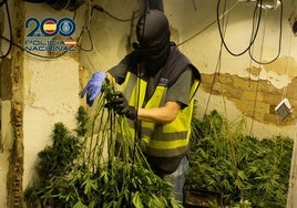 Un agente recoge las plantas halladas en uno de los inmuebles.