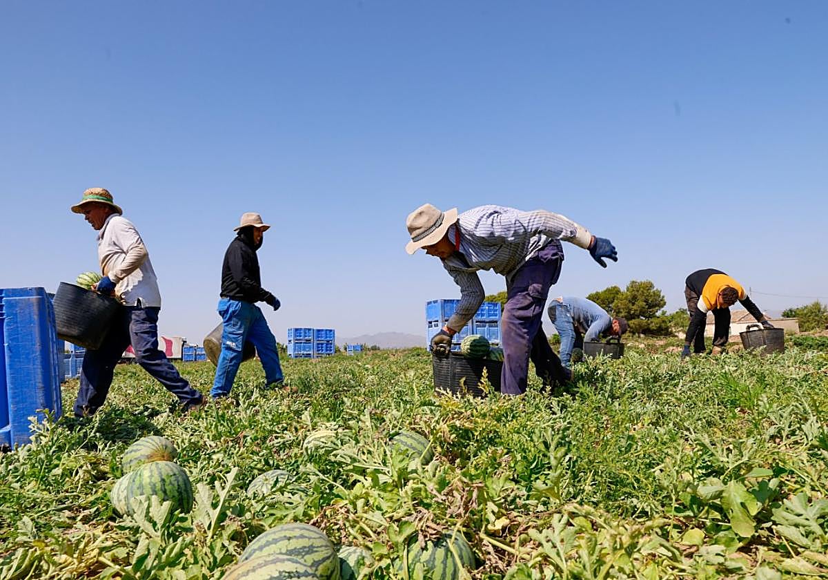 Trabajadores agrícolas en plena campaña de recolección de sandía en una parcela de la pedanía de Purias, el viernes.