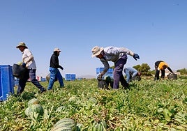 Trabajadores agrícolas en plena campaña de recolección de sandía en una parcela de la pedanía de Purias, el viernes.