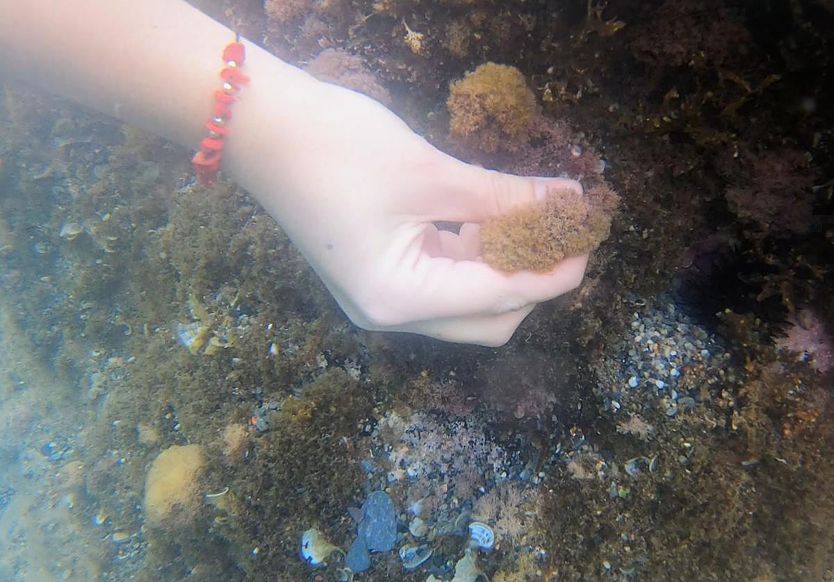 Un ejemplar de microalga analizada en el proyecto.