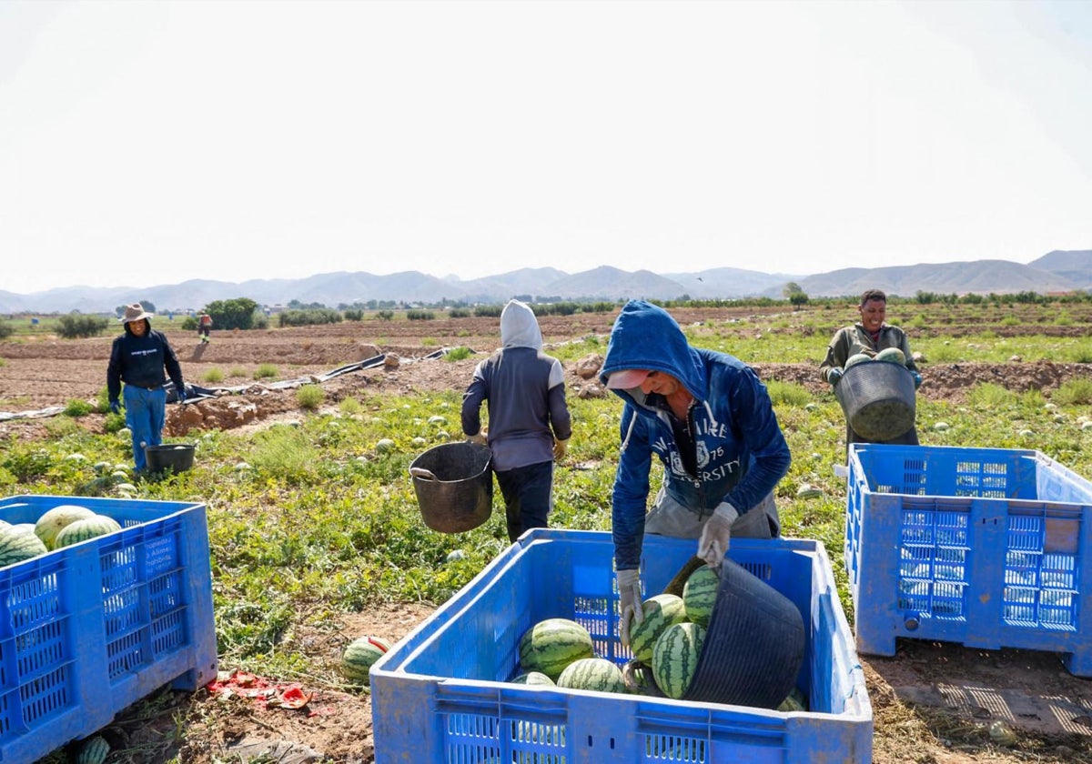 Trabajadores agrícolas recogen sandías en una parcela de la pedanía de Purias.