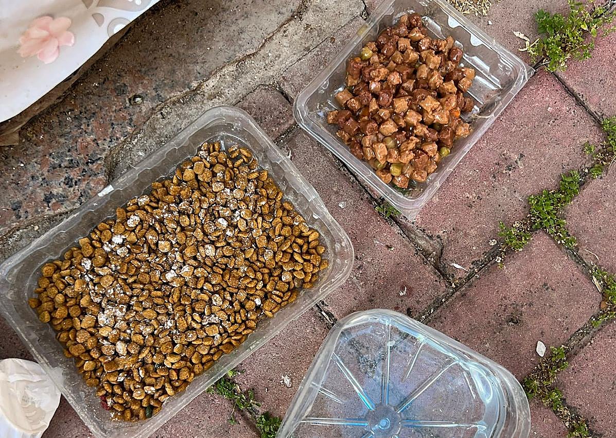 Imagen secundaria 1 - Imágenes de la colonia felina en Santiago y Zaraiche.