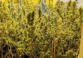 Una de las plantaciones de marihuana.