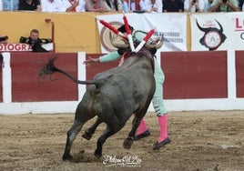 José Mora, embestido en la plaza de Ceret el año pasado.
