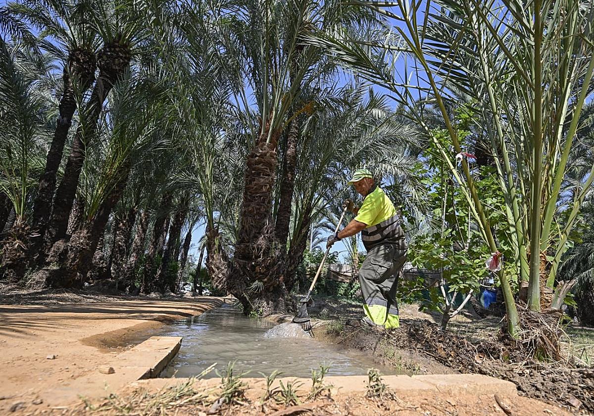 Riego tradicional en el palmeral de Zaraíche.