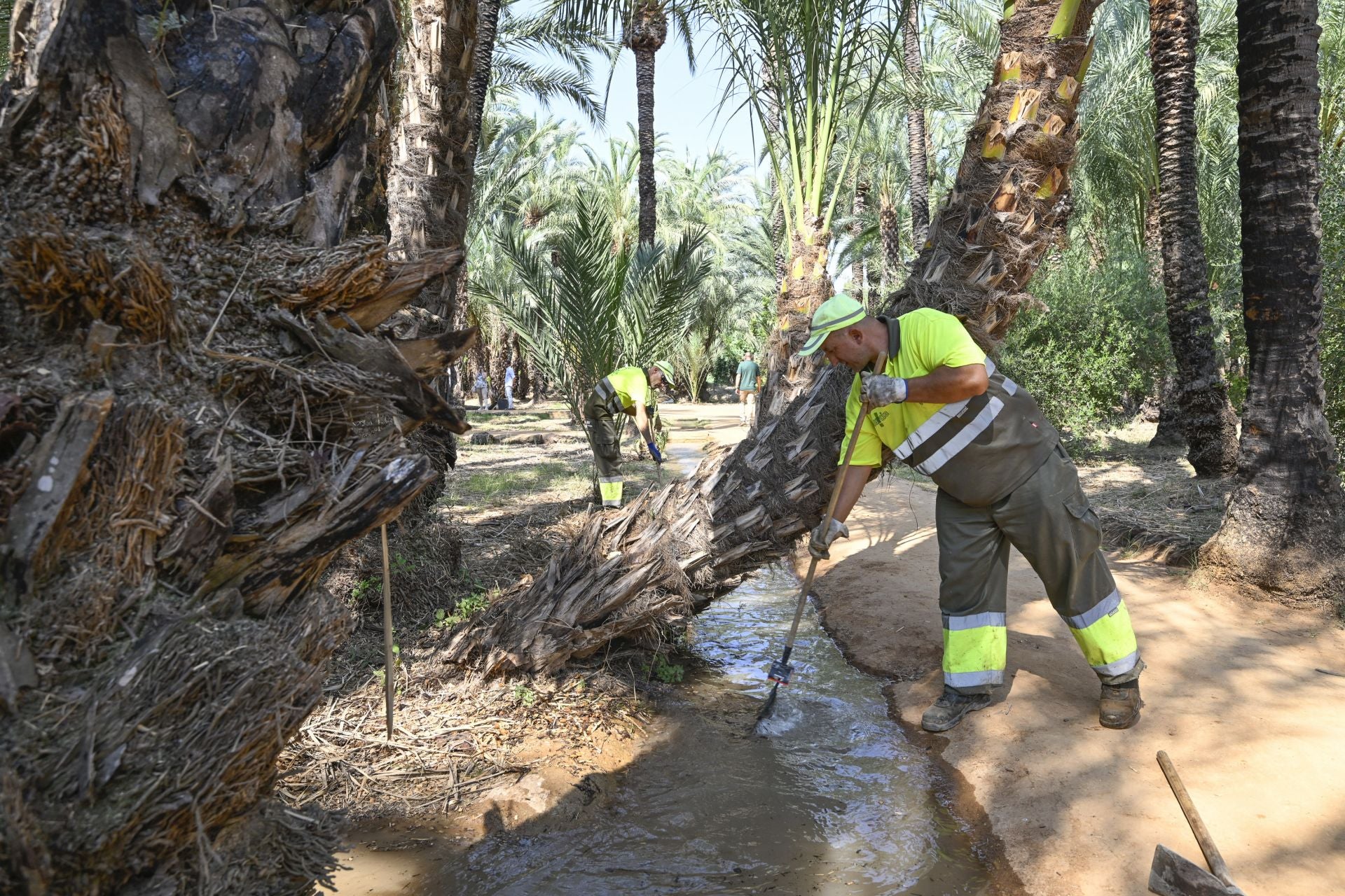 Riego tradicional en el palmeral de Zaraíche, en imágenes
