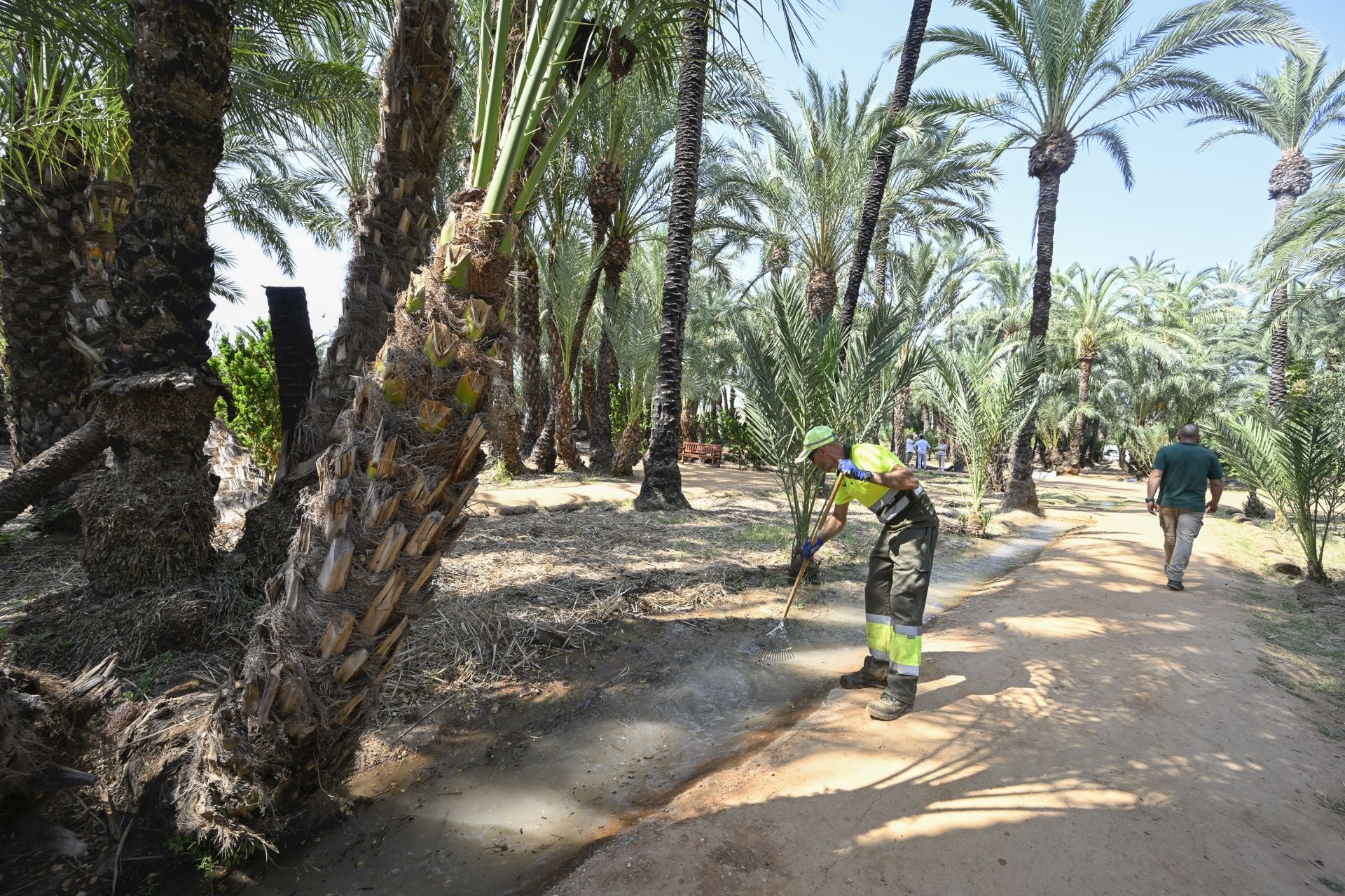 Riego tradicional en el palmeral de Zaraíche, en imágenes