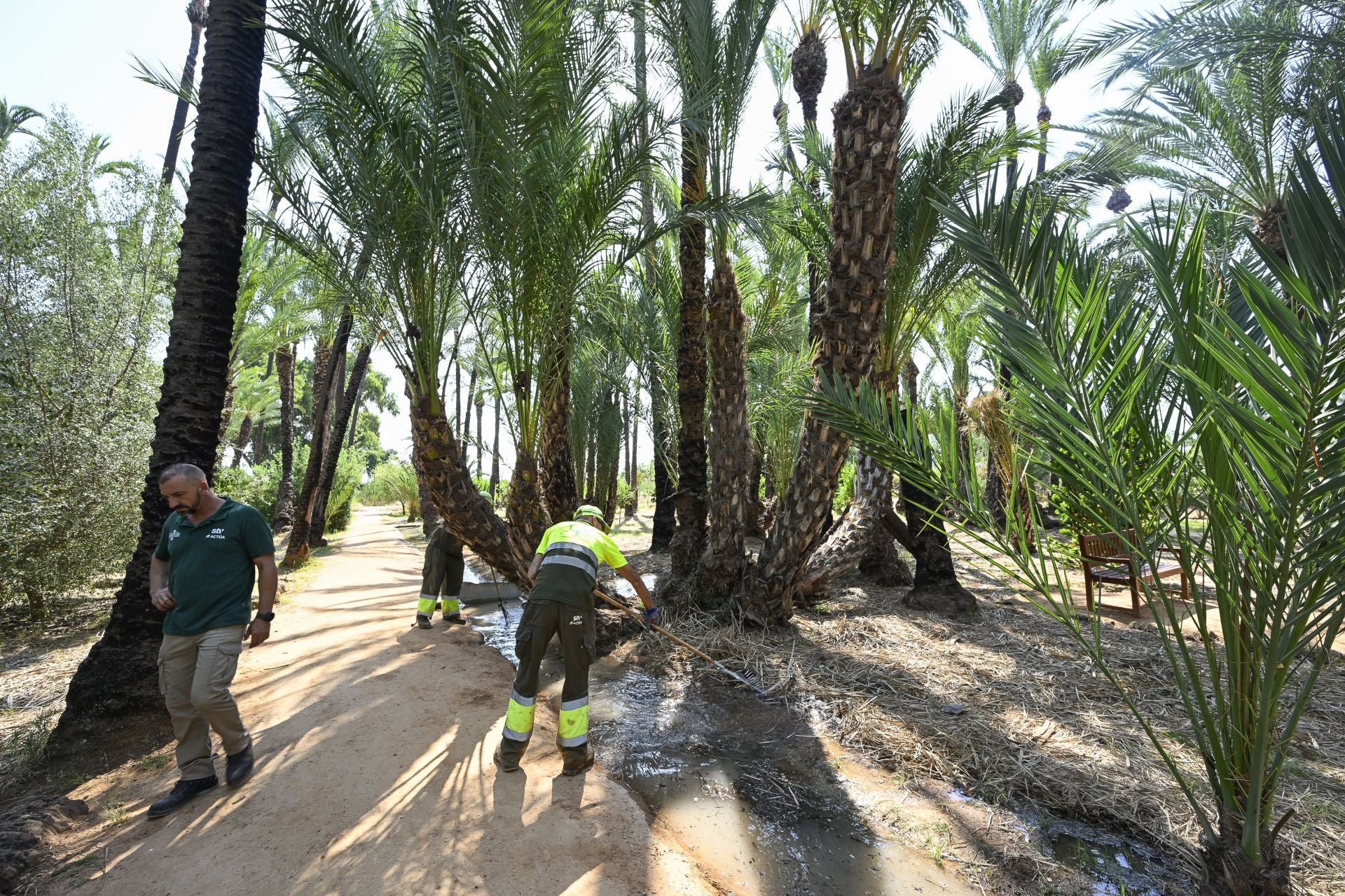 Riego tradicional en el palmeral de Zaraíche, en imágenes