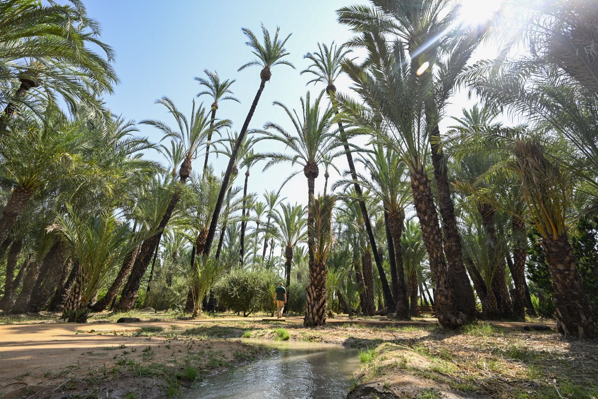 Riego tradicional en el palmeral de Zaraíche, en imágenes