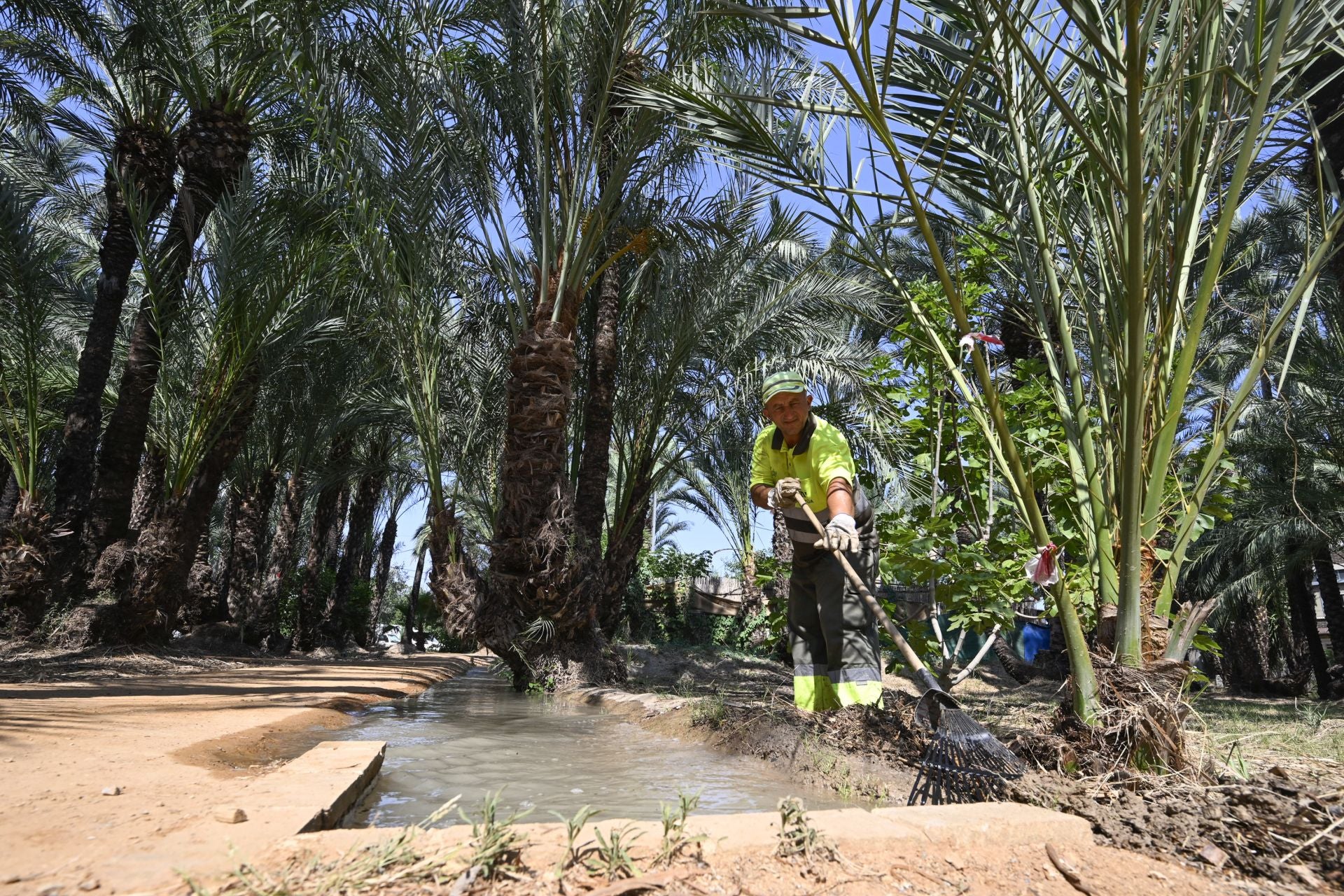 Riego tradicional en el palmeral de Zaraíche, en imágenes
