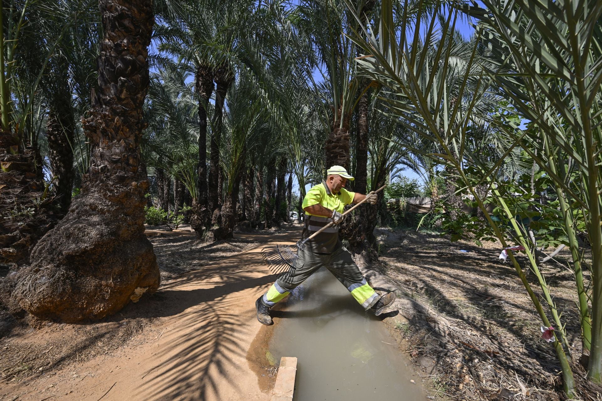 Riego tradicional en el palmeral de Zaraíche, en imágenes
