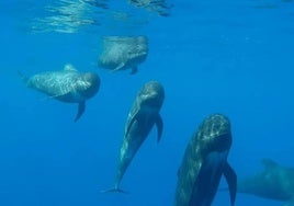 Los mejores lugares para ver fauna marina en libertad en la Región de Murcia: delfines, ballenas y pulpos.